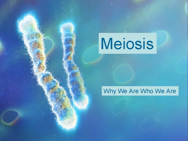 Meiosis Why We Are Who We Are Meiosis Why We Are Who We Are