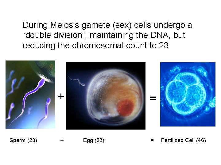 During Meiosis gamete (sex) cells undergo a “double division”, maintaining the DNA, but reducing During Meiosis gamete (sex) cells undergo a “double division”, maintaining the DNA, but reducing