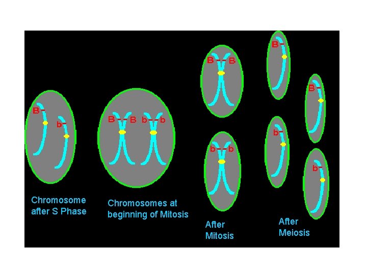 Chromosome after S Phase Chromosomes at beginning of Mitosis After Meiosis Chromosome after S Phase Chromosomes at beginning of Mitosis After Meiosis