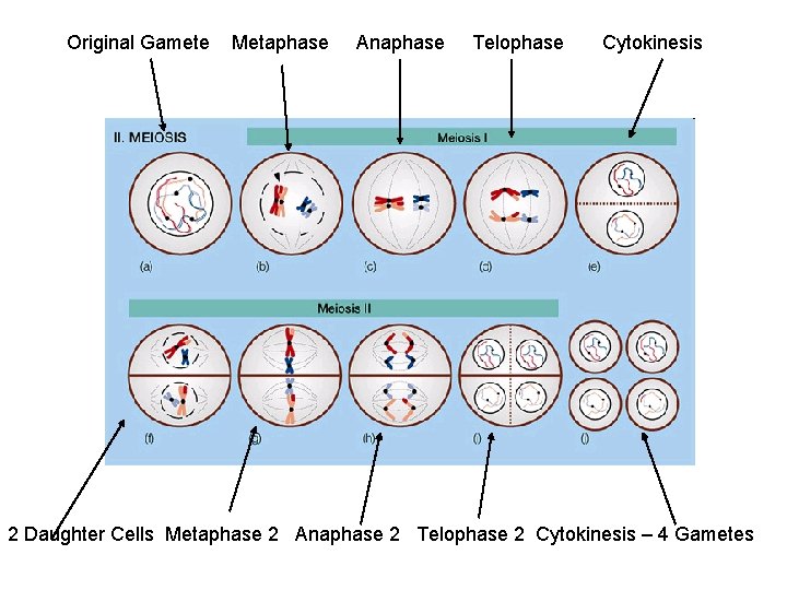 Original Gamete Metaphase Anaphase Telophase Cytokinesis 2 Daughter Cells Metaphase 2 Anaphase 2 Telophase Original Gamete Metaphase Anaphase Telophase Cytokinesis 2 Daughter Cells Metaphase 2 Anaphase 2 Telophase