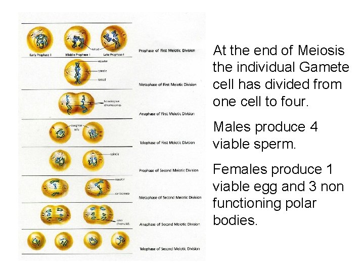 At the end of Meiosis the individual Gamete cell has divided from one cell At the end of Meiosis the individual Gamete cell has divided from one cell
