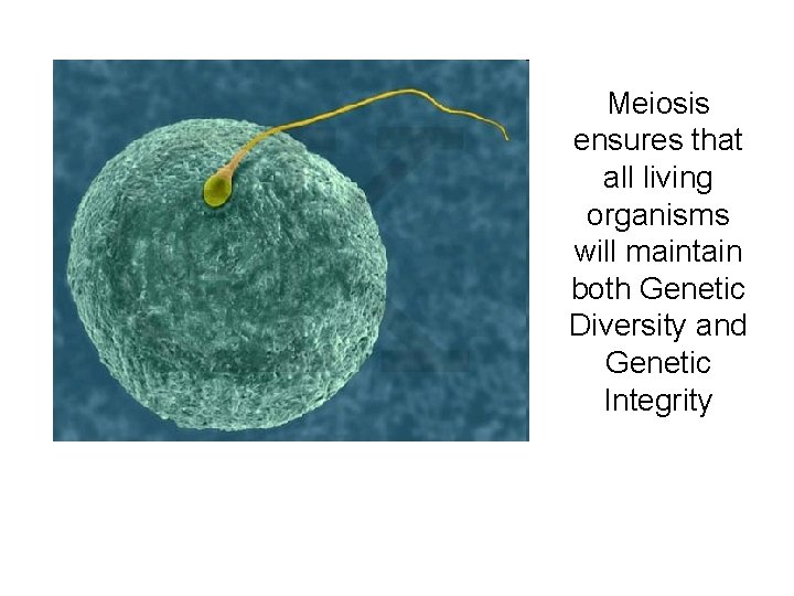 Meiosis ensures that all living organisms will maintain both Genetic Diversity and Genetic Integrity Meiosis ensures that all living organisms will maintain both Genetic Diversity and Genetic Integrity
