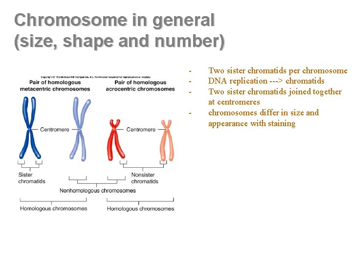 Chromosome in general (size, shape and number) - Two sister chromatids per chromosome DNA Chromosome in general (size, shape and number) - Two sister chromatids per chromosome DNA