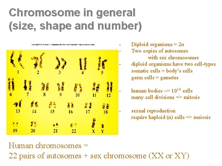 Chromosome in general (size, shape and number) - Diploid organisms = 2 n Two Chromosome in general (size, shape and number) - Diploid organisms = 2 n Two