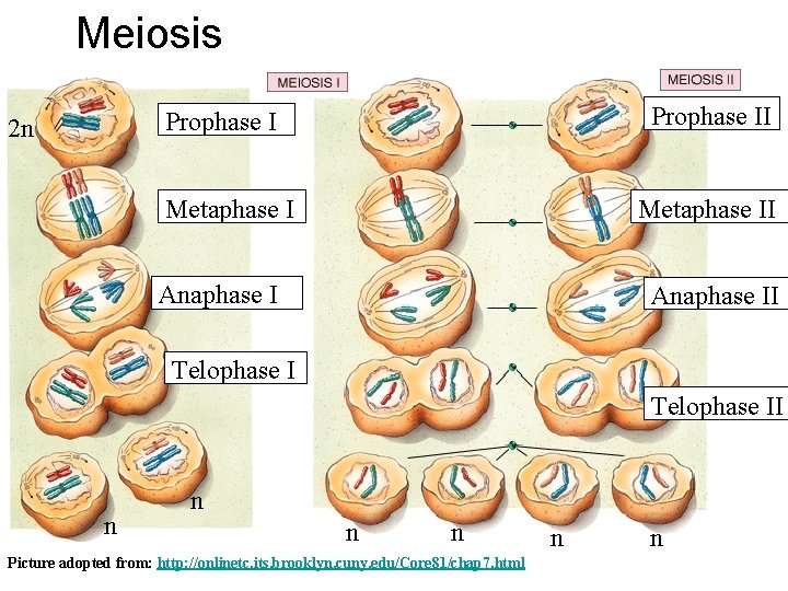 Meiosis Prophase II Prophase I 2 n Metaphase II Anaphase II Telophase II n Meiosis Prophase II Prophase I 2 n Metaphase II Anaphase II Telophase II n
