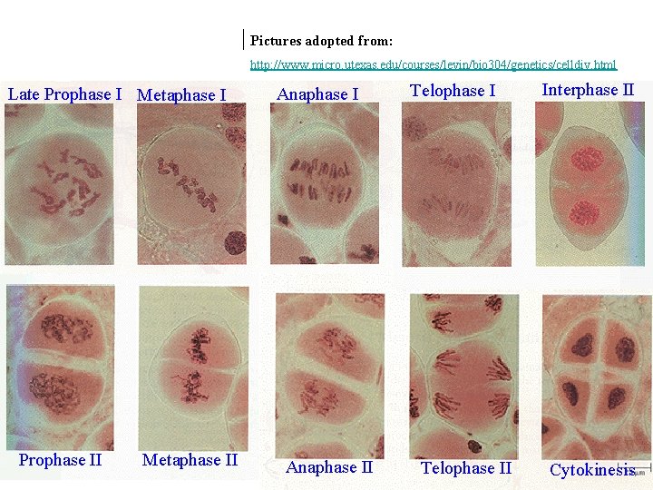 Pictures adopted from: Real Pictures http: //www. micro. utexas. edu/courses/levin/bio 304/genetics/celldiv. html Late Prophase Pictures adopted from: Real Pictures http: //www. micro. utexas. edu/courses/levin/bio 304/genetics/celldiv. html Late Prophase