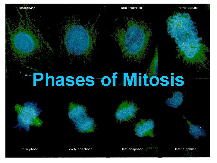 Phases of Mitosis Phases of Mitosis