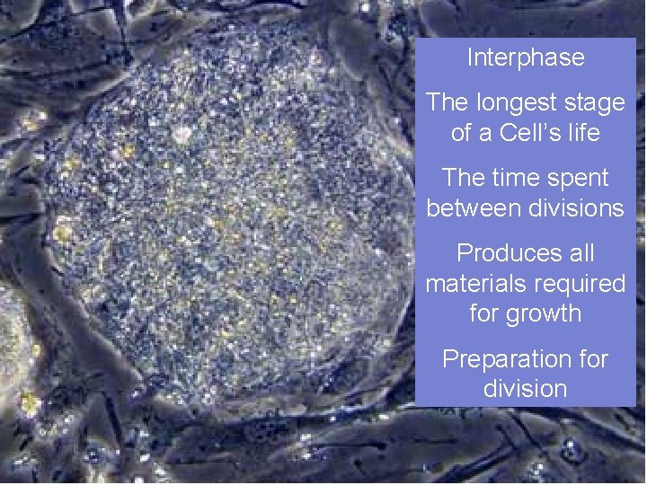 Interphase The longest stage of a Cell’s life The time spent between divisions Produces Interphase The longest stage of a Cell’s life The time spent between divisions Produces
