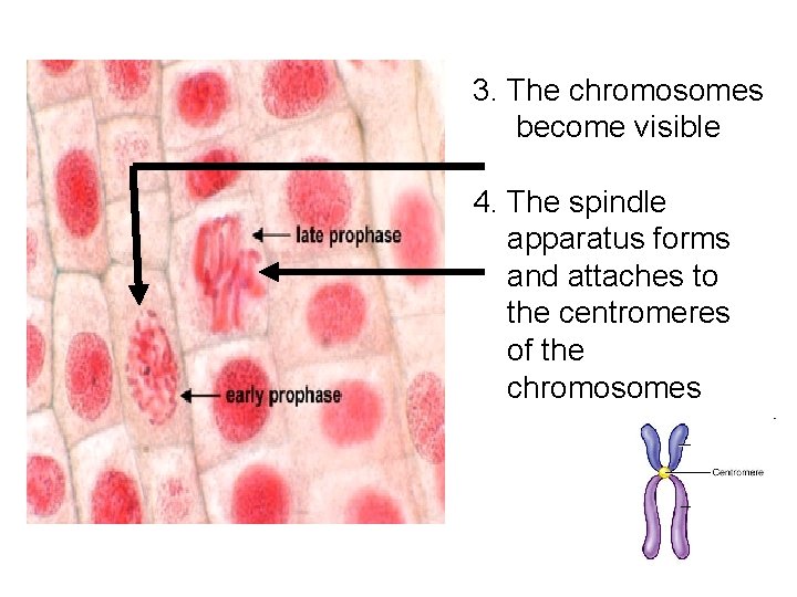 3. The chromosomes become visible 4. The spindle apparatus forms and attaches to the 3. The chromosomes become visible 4. The spindle apparatus forms and attaches to the