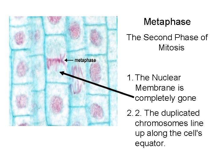 Metaphase The Second Phase of Mitosis 1. The Nuclear Membrane is completely gone 2. Metaphase The Second Phase of Mitosis 1. The Nuclear Membrane is completely gone 2.