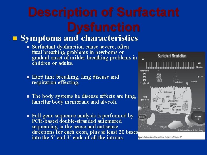 Description of Surfactant Dysfunction n Symptoms and characteristics n Surfactant dysfunction cause severe, often
