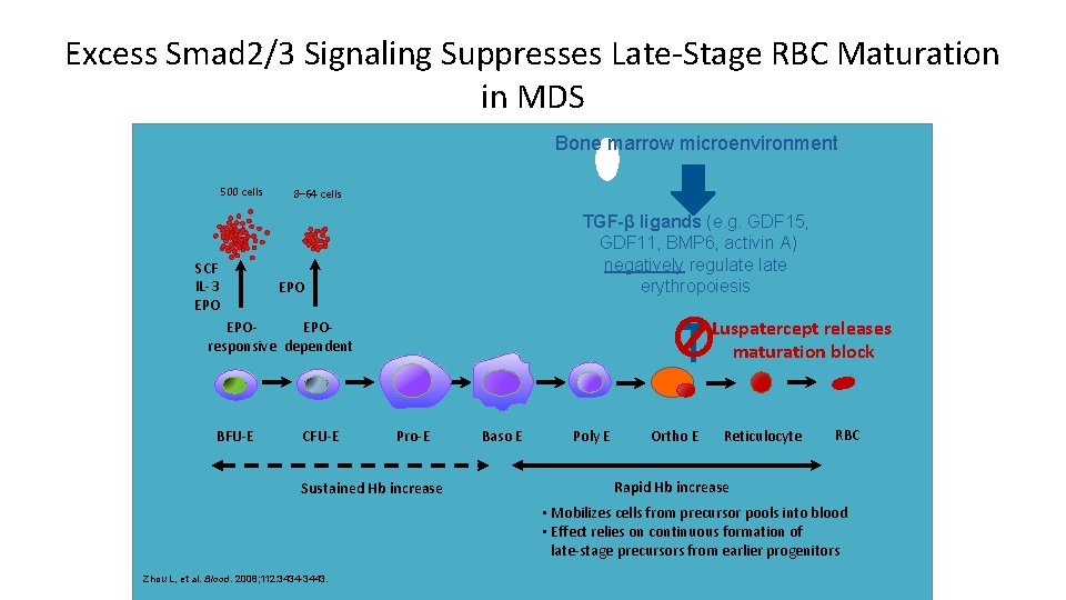 Excess Smad 2/3 Signaling Suppresses Late-Stage RBC Maturation in MDS Bone marrow microenvironment 500