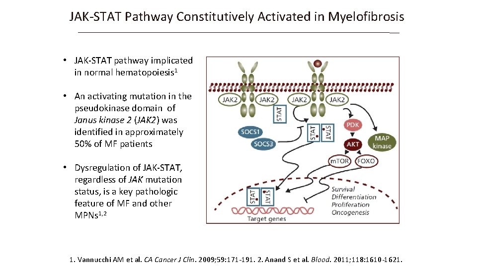 JAK-STAT Pathway Constitutively Activated in Myelofibrosis • JAK-STAT pathway implicated in normal hematopoiesis 1