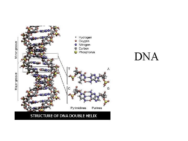 DNA 