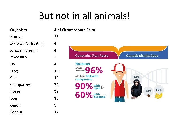 But not in all animals! Organism # of Chromosome Pairs Human 23 Drosophila (fruit