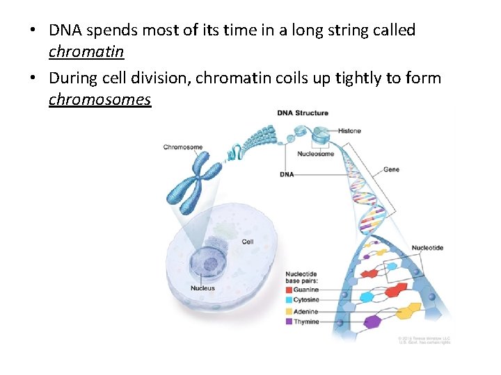  • DNA spends most of its time in a long string called chromatin