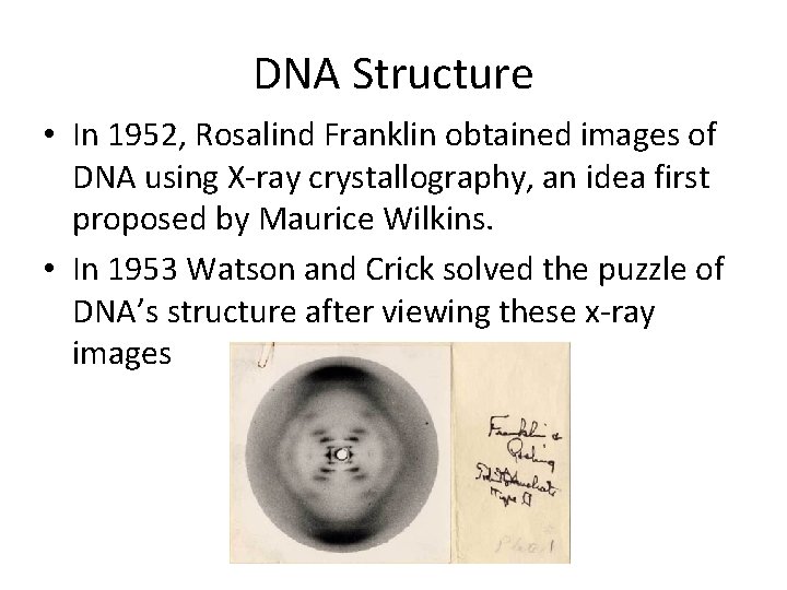 DNA Structure • In 1952, Rosalind Franklin obtained images of DNA using X-ray crystallography,