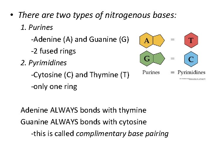  • There are two types of nitrogenous bases: 1. Purines -Adenine (A) and