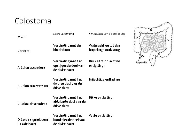 Colostoma Naam Coecum A Colon ascendens B Colon transversum C Colon descendens D Colon