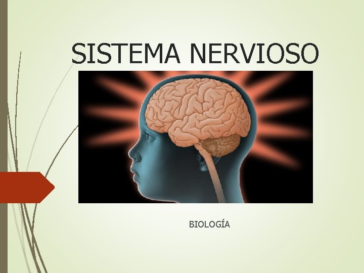 SISTEMA NERVIOSO BIOLOGÍA 