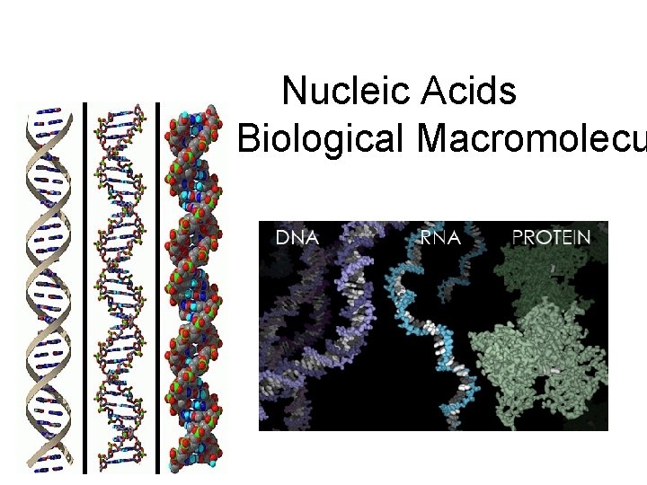 Nucleic Acids th the 4 Biological Macromolecu 