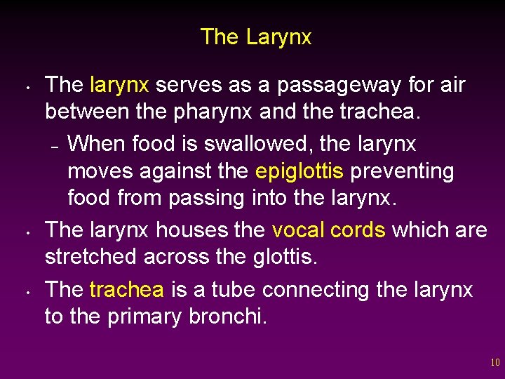 The Larynx • • • The larynx serves as a passageway for air between
