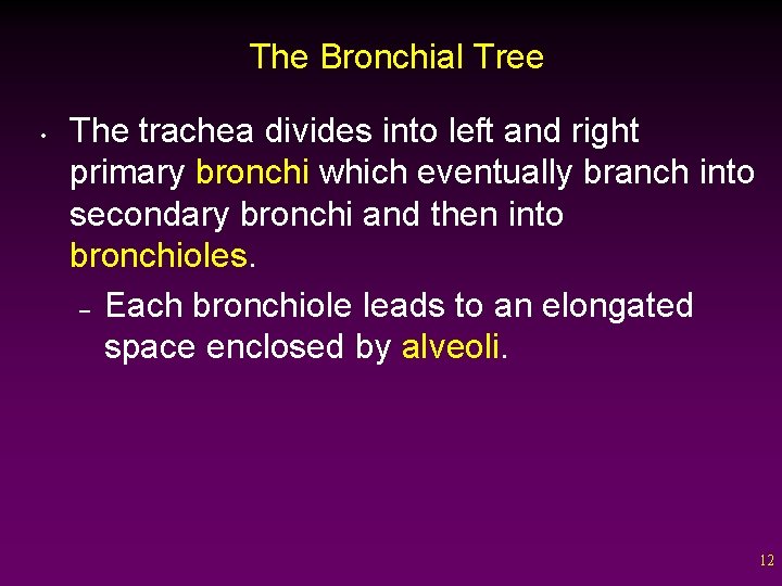 The Bronchial Tree • The trachea divides into left and right primary bronchi which