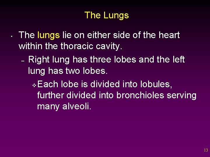 The Lungs • The lungs lie on either side of the heart within the