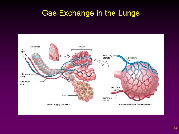 Gas Exchange in the Lungs 14 