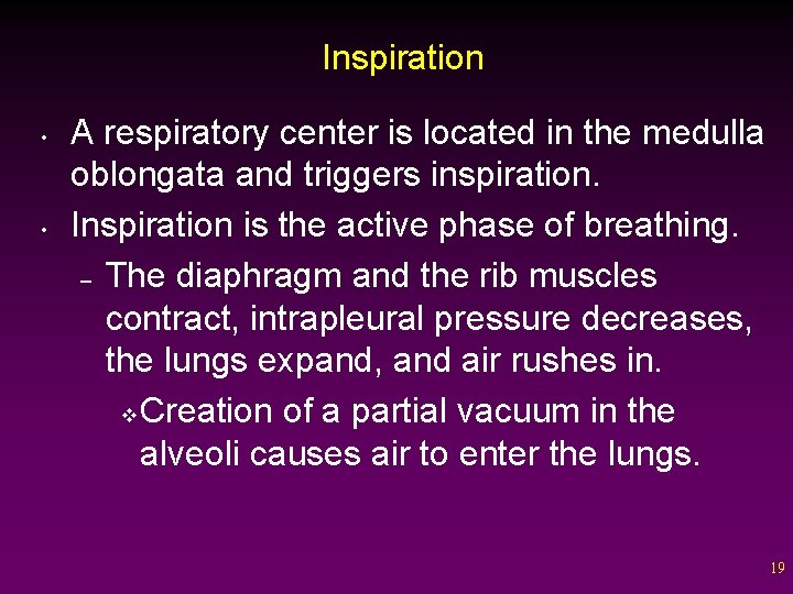 Inspiration • • A respiratory center is located in the medulla oblongata and triggers