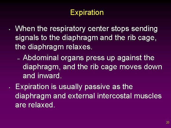 Expiration • • When the respiratory center stops sending signals to the diaphragm and