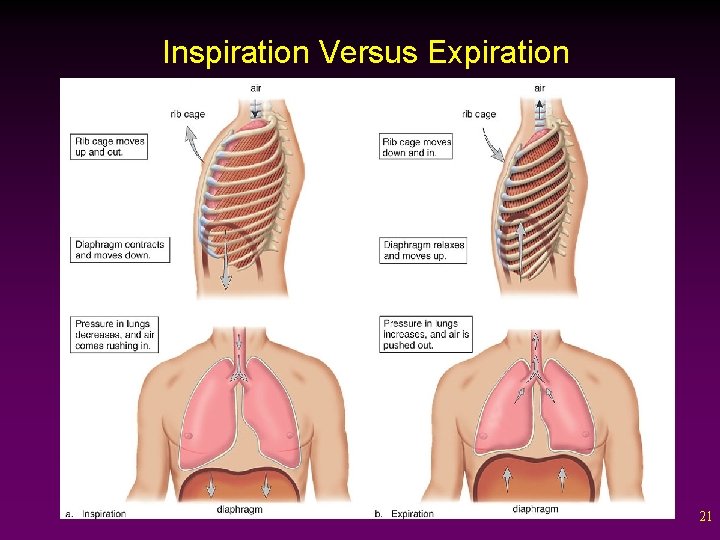 Inspiration Versus Expiration 21 