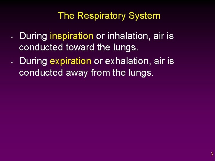 The Respiratory System • • During inspiration or inhalation, air is conducted toward the