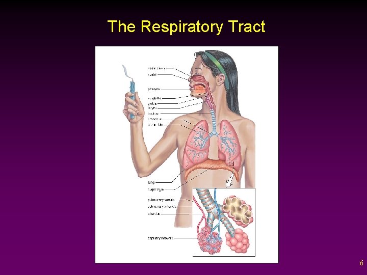 The Respiratory Tract 6 