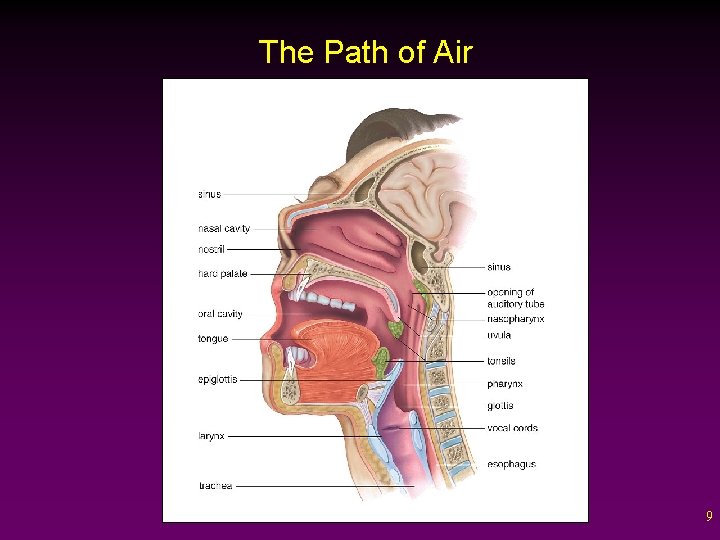 The Path of Air 9 