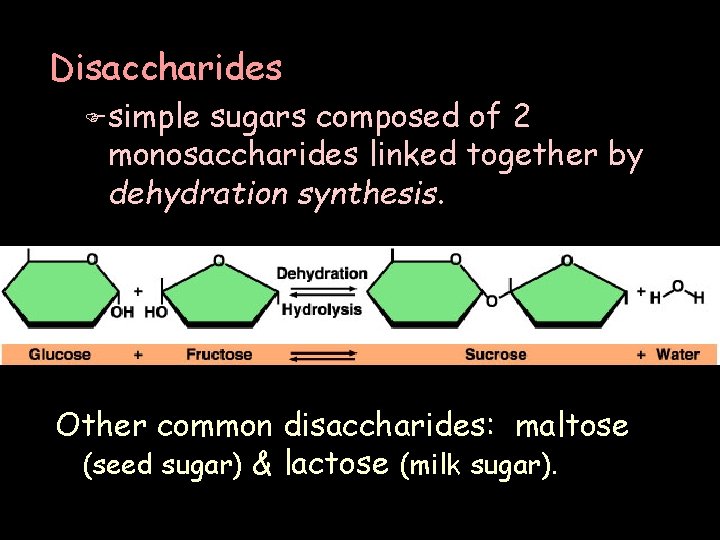 Disaccharides F simple sugars composed of 2 monosaccharides linked together by dehydration synthesis. Other