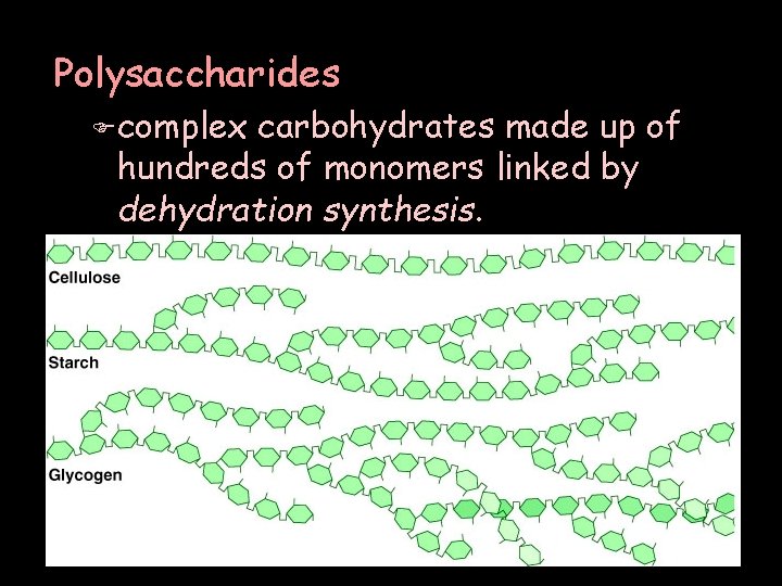Polysaccharides F complex carbohydrates made up of hundreds of monomers linked by dehydration synthesis.