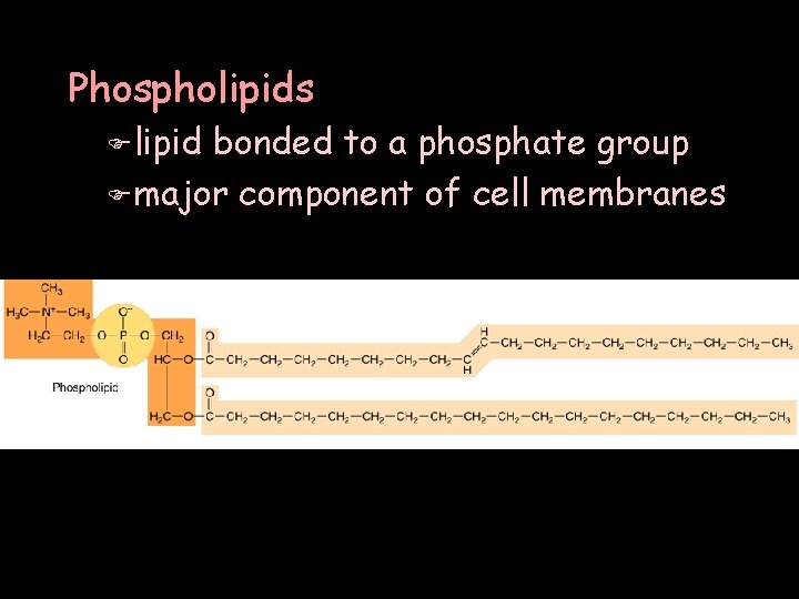 Phospholipids F lipid bonded to a phosphate group F major component of cell membranes