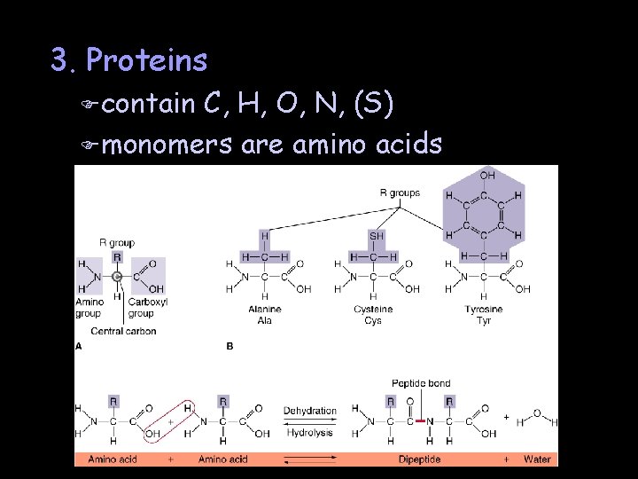 3. Proteins F contain C, H, O, N, (S) F monomers are amino acids