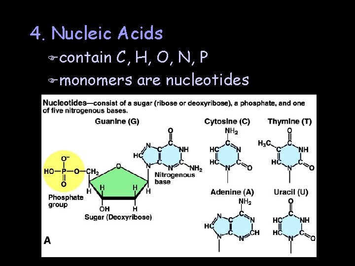 4. Nucleic Acids F contain C, H, O, N, P F monomers are nucleotides