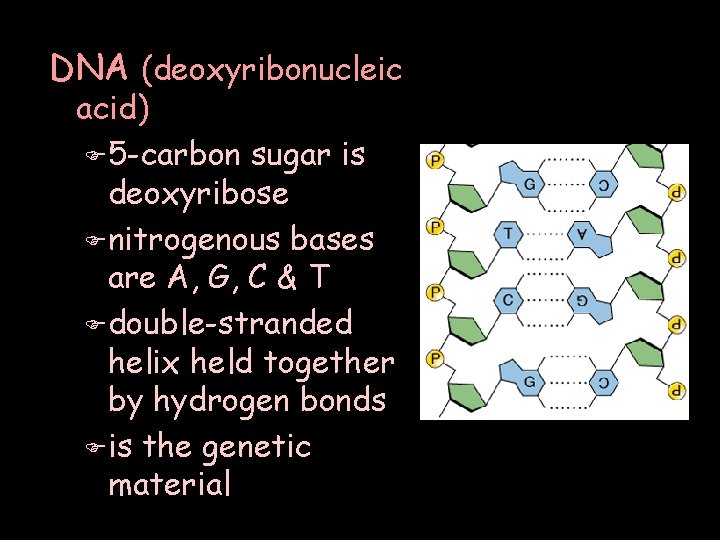DNA (deoxyribonucleic acid) F 5 -carbon sugar is deoxyribose F nitrogenous bases are A,