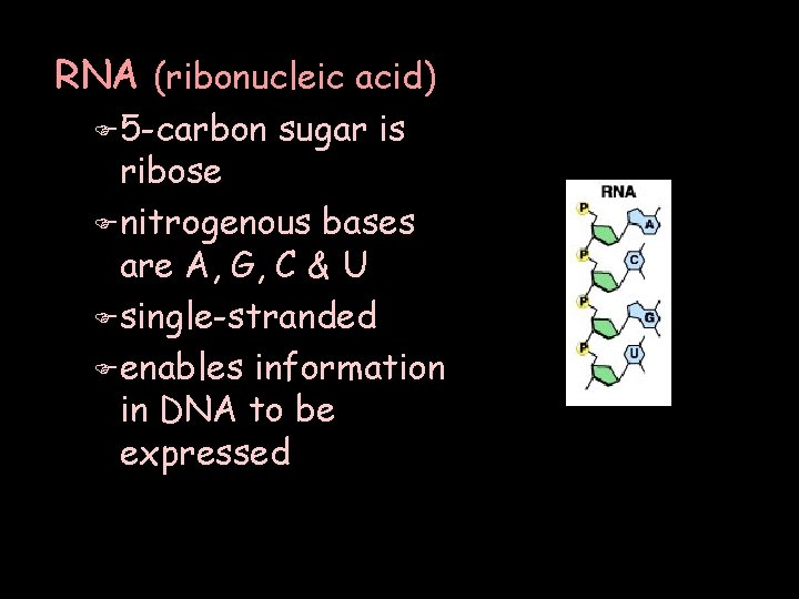 RNA (ribonucleic acid) F 5 -carbon sugar is ribose F nitrogenous bases are A,