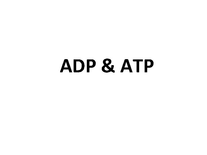 ADP & ATP 