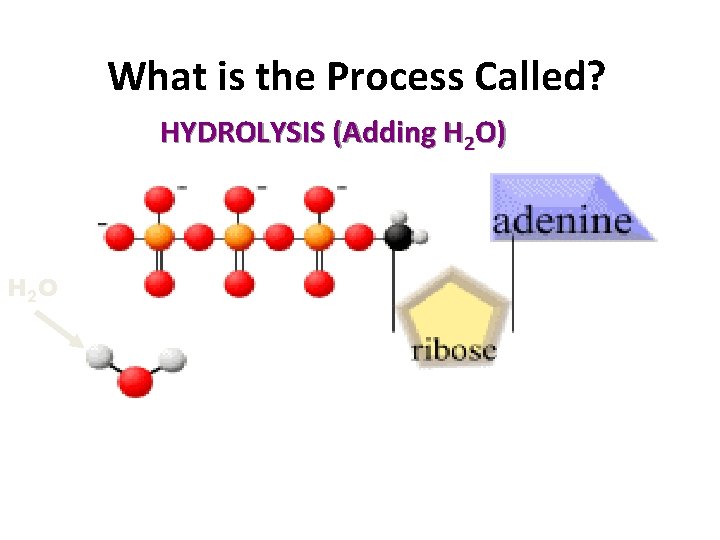 What is the Process Called? HYDROLYSIS (Adding H 2 O) H 2 O 