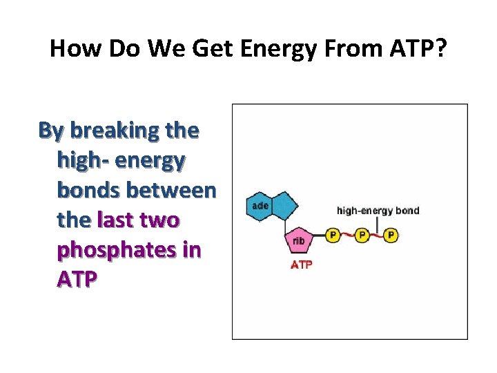 How Do We Get Energy From ATP? By breaking the high- energy bonds between