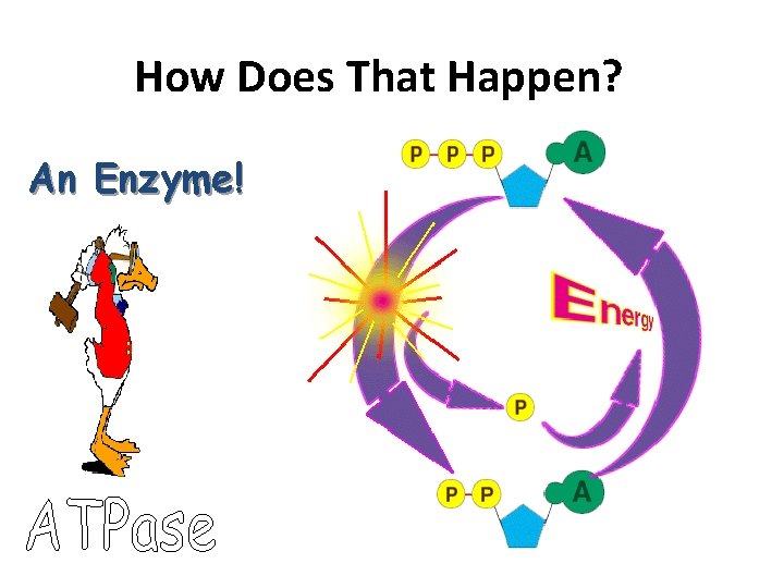How Does That Happen? An Enzyme! 