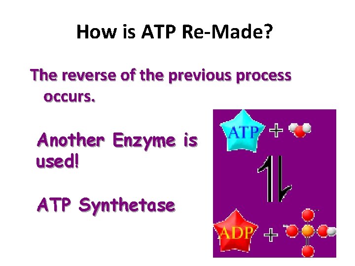 How is ATP Re-Made? The reverse of the previous process occurs. Another Enzyme is