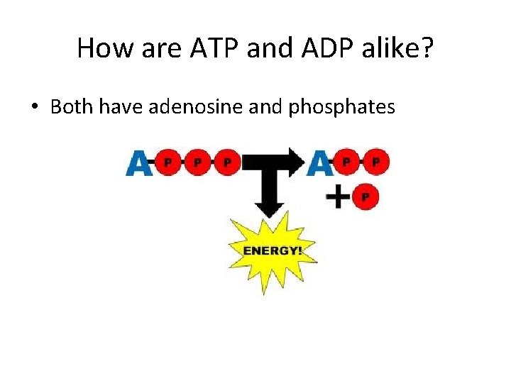 How are ATP and ADP alike? • Both have adenosine and phosphates 