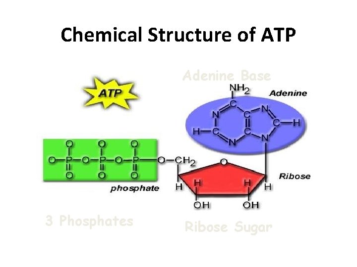 Chemical Structure of ATP Adenine Base 3 Phosphates Ribose Sugar 