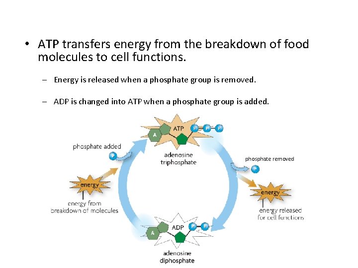  • ATP transfers energy from the breakdown of food molecules to cell functions.